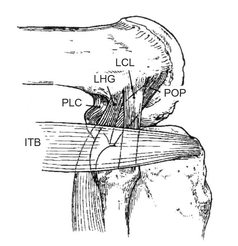 Valgus Knee(I)-Pathology